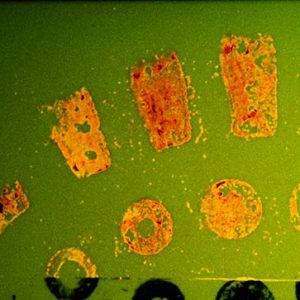 Hungarian Red – Czerwień węgierska