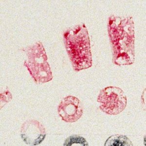 Hungarian Red - Czerwień węgierska